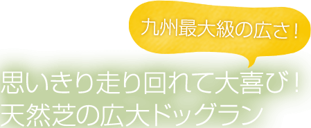 思いきり走り回れて大喜び！天然芝の広大ドッグラン