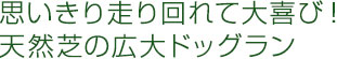 思いきり走り回れて大喜び！天然芝の広大ドッグラン