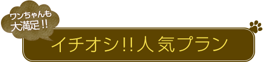 ワンちゃんも大満足!!イチオシ!!人気プラン