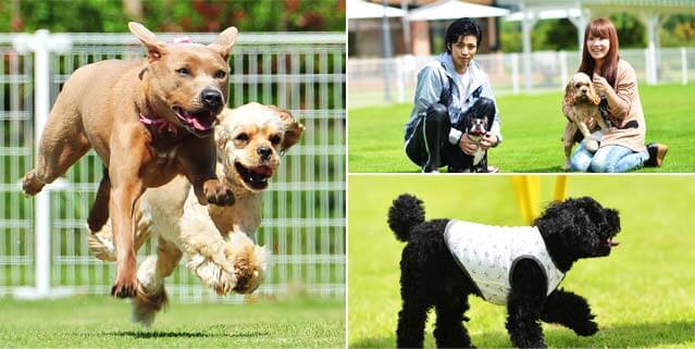 ワンちゃんの犬種別に分かれているので小さなワンちゃんも安心です。